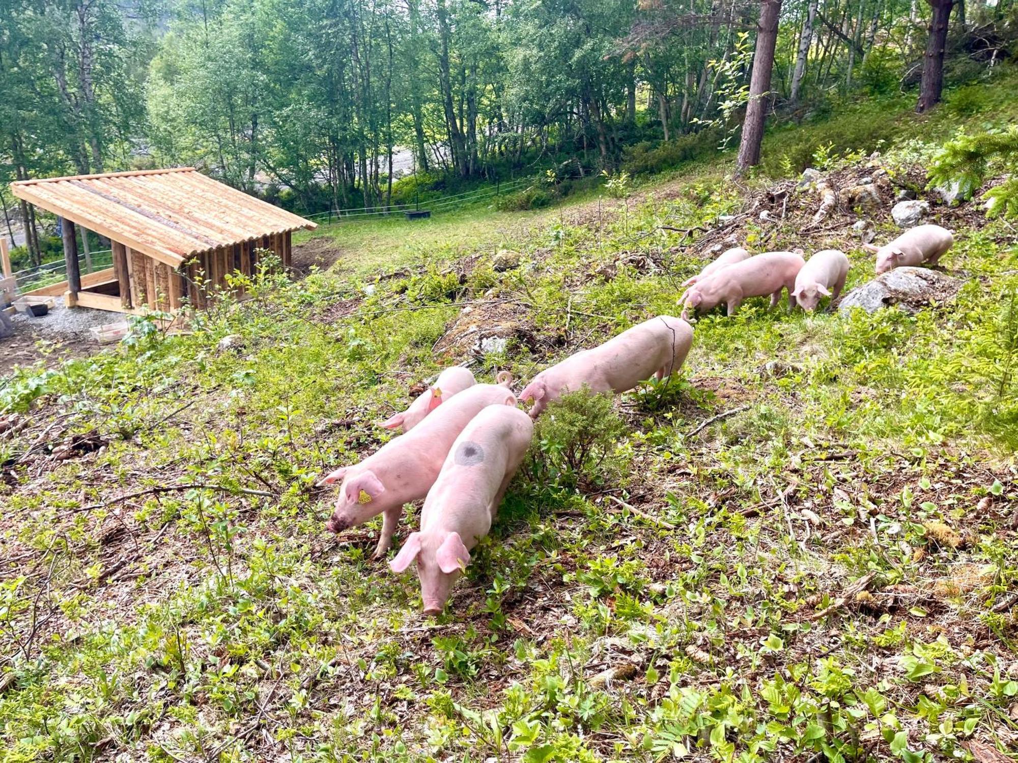Reinheimen Lodge Skjak ภายนอก รูปภาพ